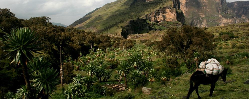 View from Simiens National Park XII